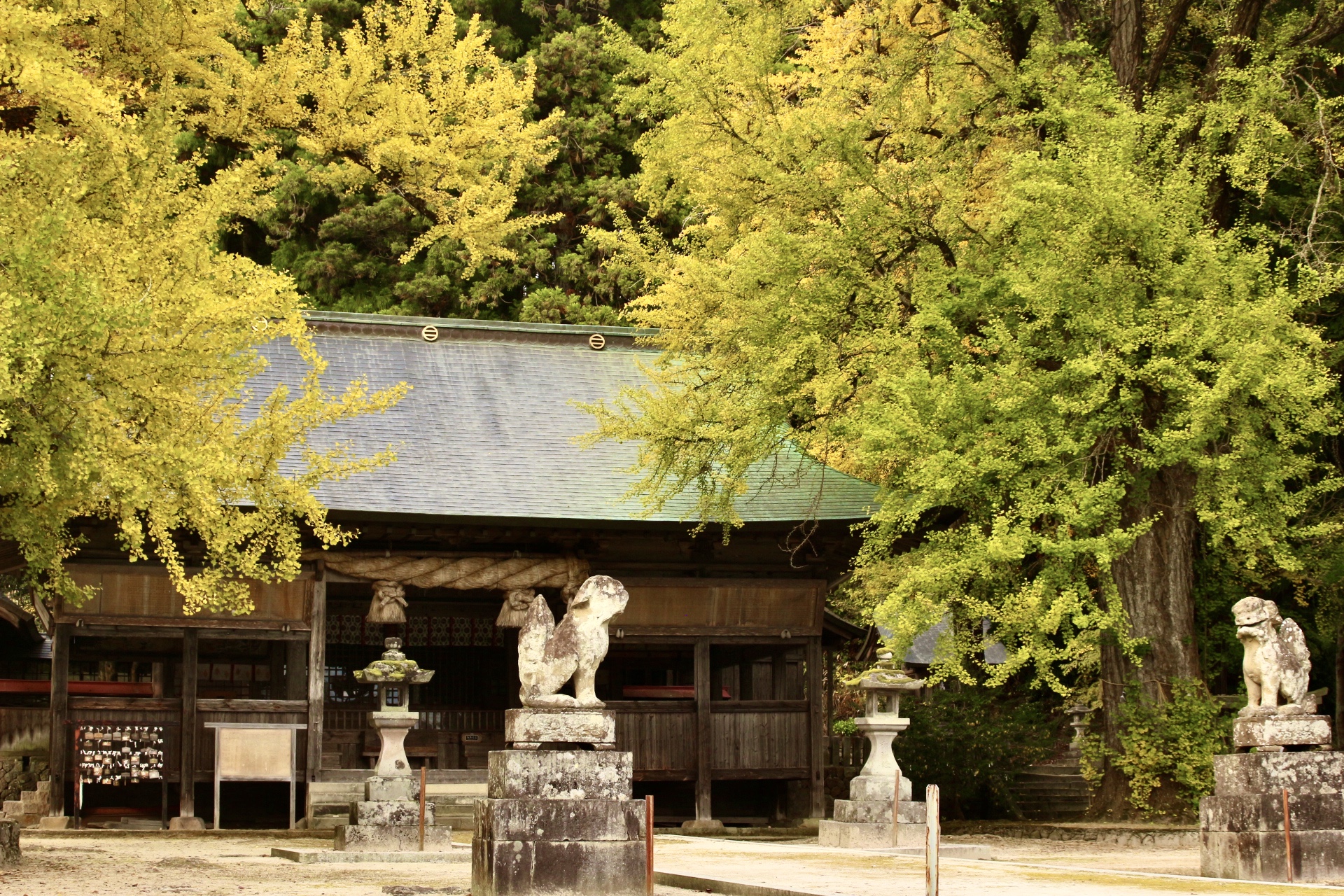 福田神社,イチョウ