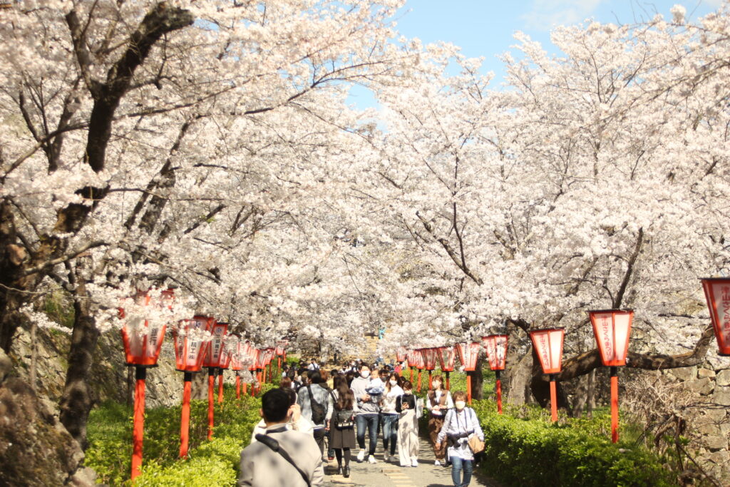 【2024年最新】岡山のインスタ映えするお花見スポット10選 | ゆとりまいんどブログ