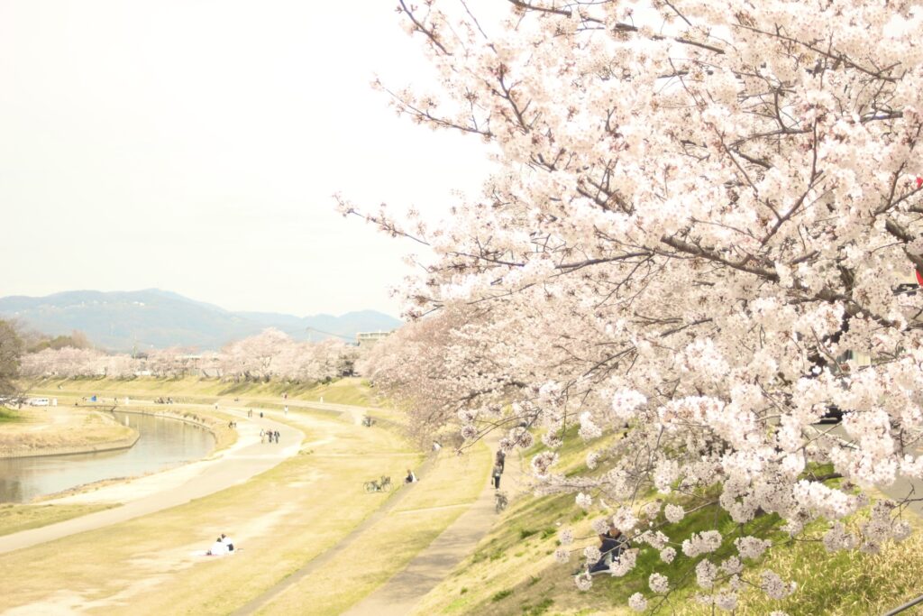 【2024年最新】岡山のインスタ映えするお花見スポット10選 | ゆとりまいんどブログ
