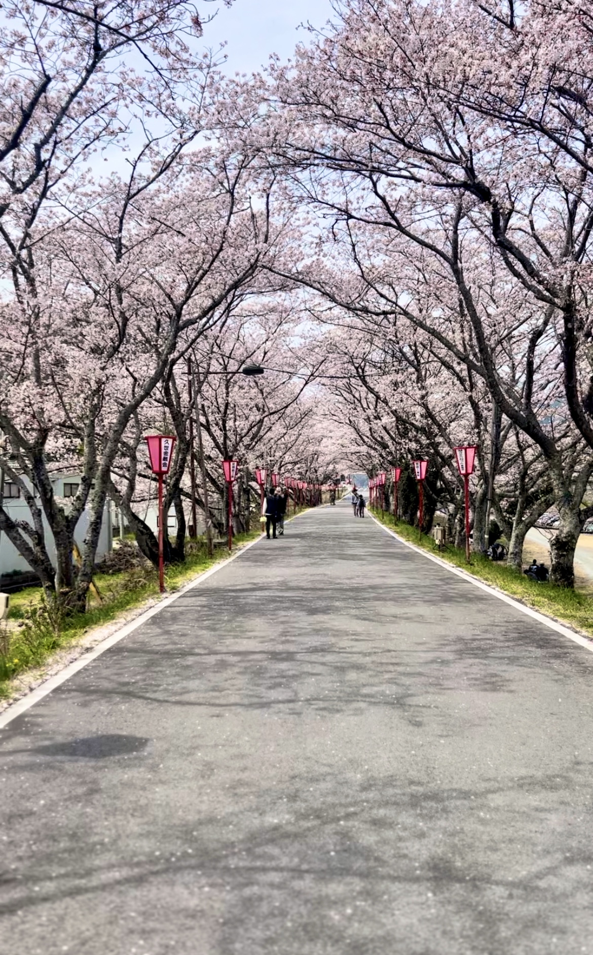 久世のトンネル桜